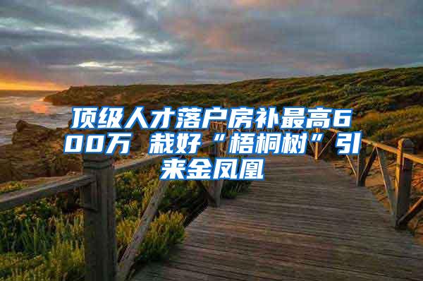 顶级人才落户房补最高600万 栽好“梧桐树”引来金凤凰